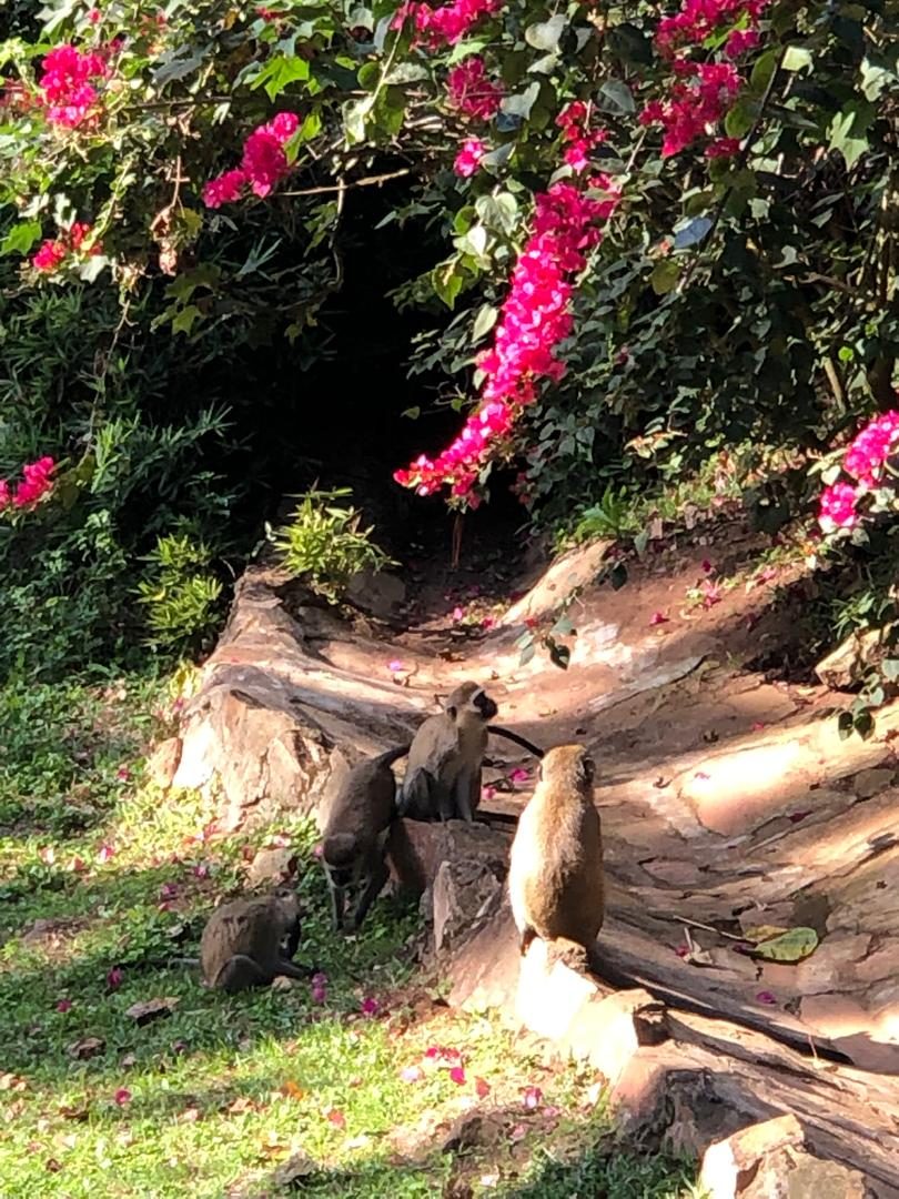 Resort gardens with tropical bougainvillea and vervet monkeys