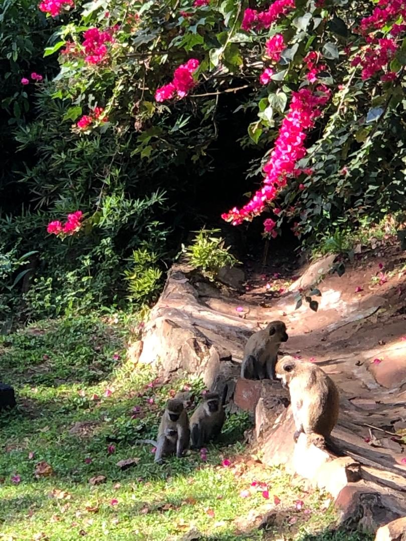 Lush resort gardens and island nature at The Address Resort